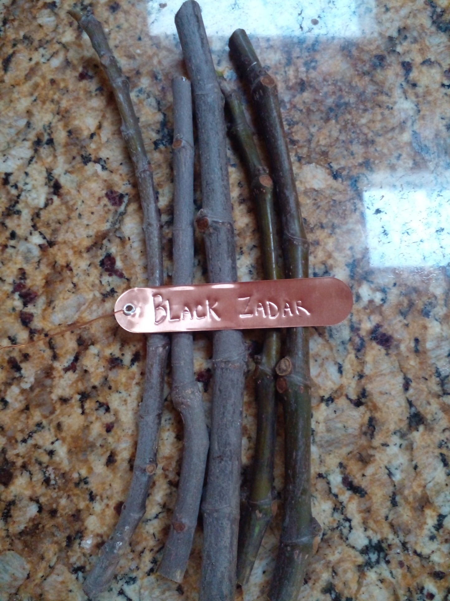 Black Zadar Fig - 2 Cuttings - Croatian Variety - Delicious Squat Figs