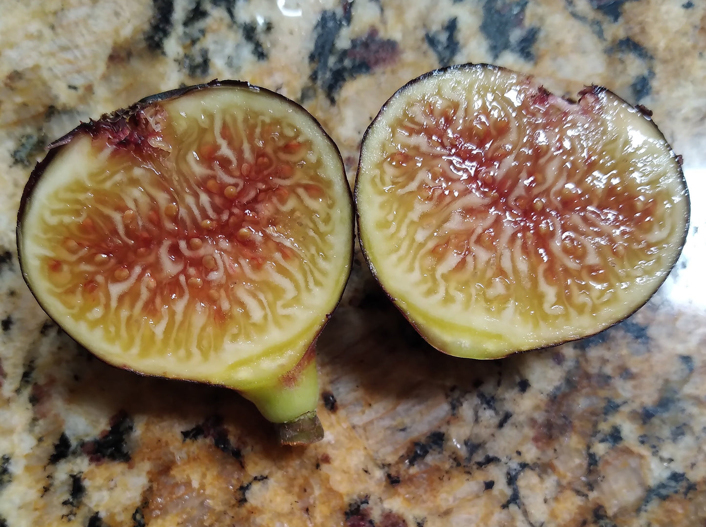 Black Honey Fig Unknown - 2 Cuttings - Sweet Jammy Honey Figs