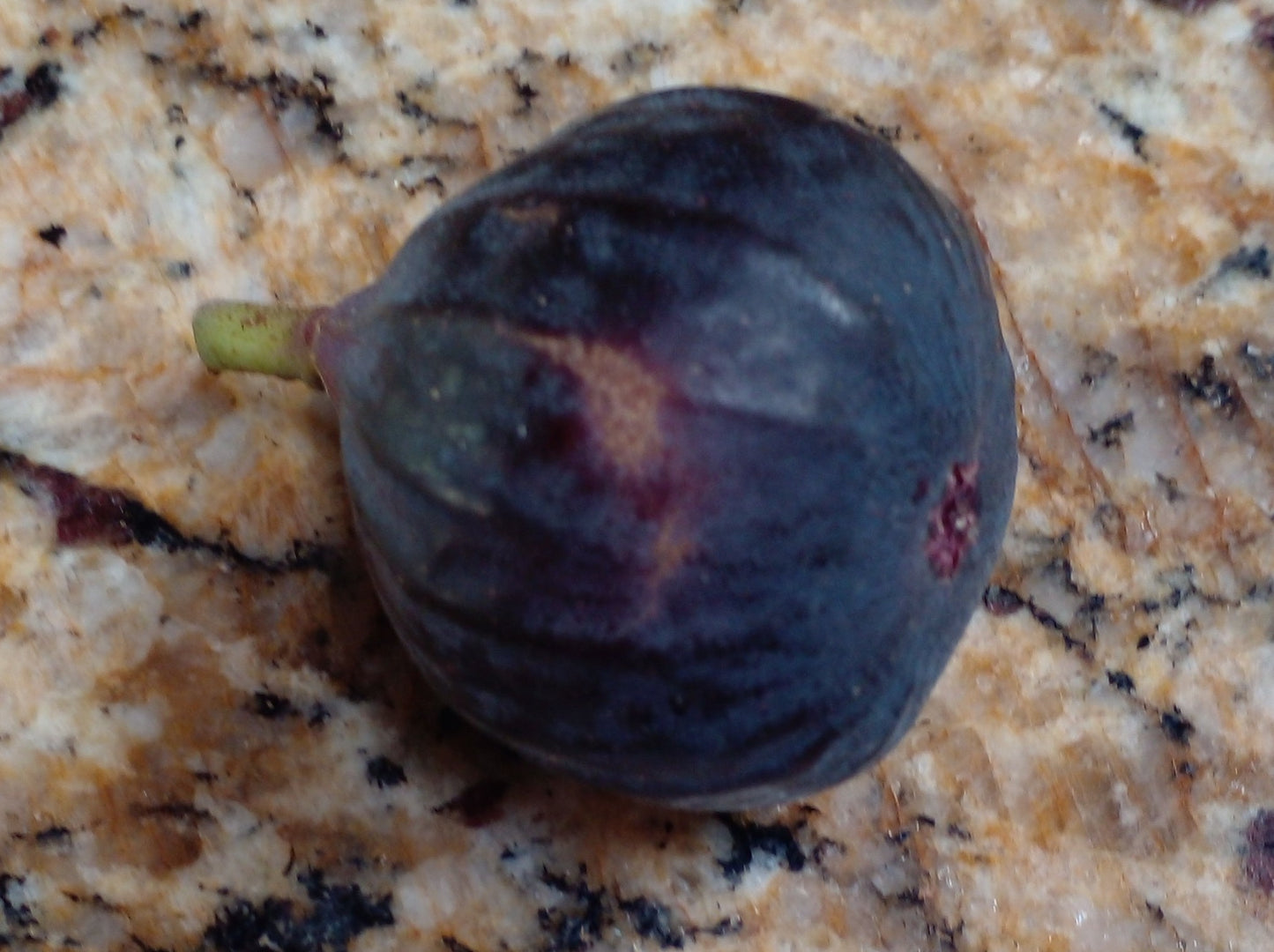 Black Honey Fig Unknown - 2 Cuttings - Sweet Jammy Honey Figs