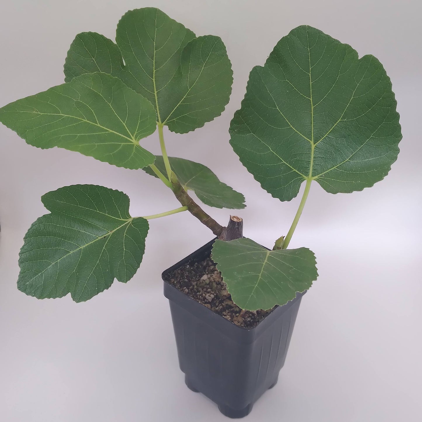 Giacomo Rao - White Sicilian Fig Tree in 3.3-inch Pot - Top-Tier Honey Fig