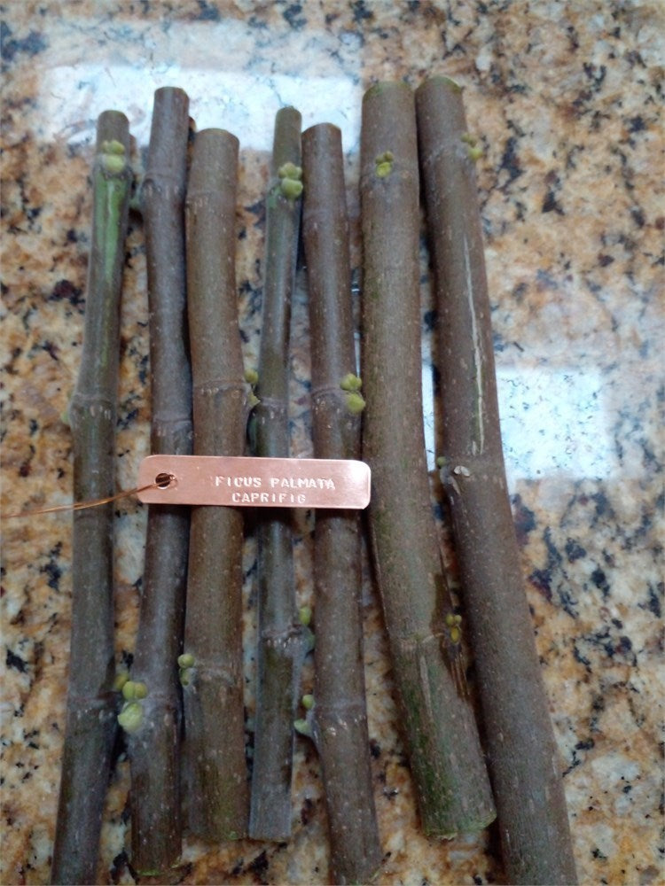 Ficus Palmata Icebox Caprifig Male Fig - 2 Cuttings - Wasp or Hand Pollination