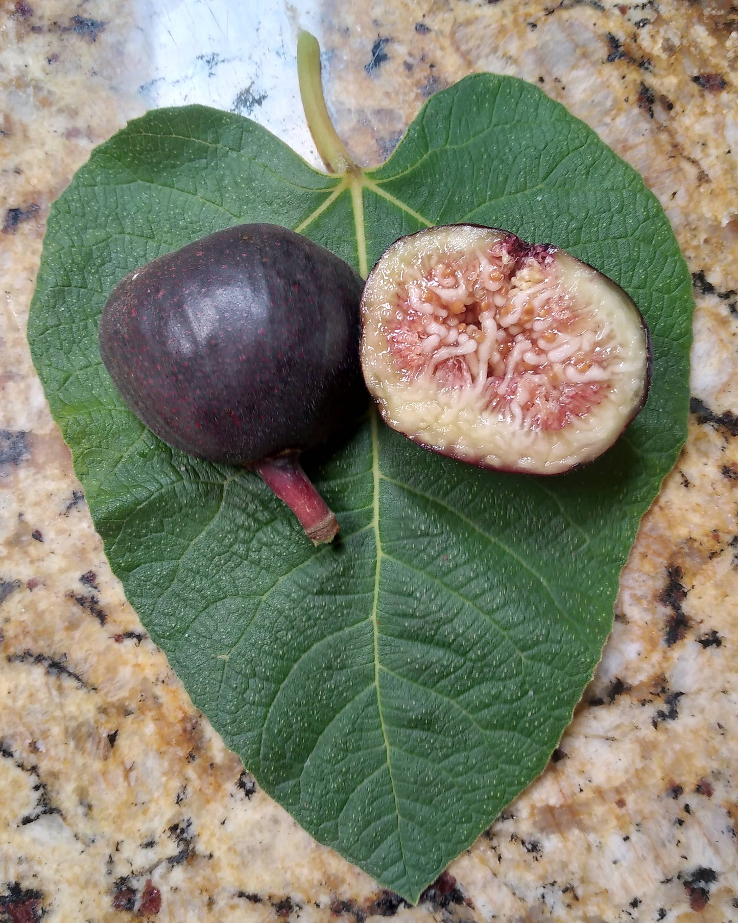 Iraqi Fig - 50 Seeds - Easy to Grow from Seed