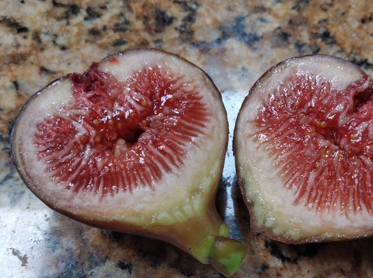 Izmir Fig Tree - 50 Seeds - High Germination Rate