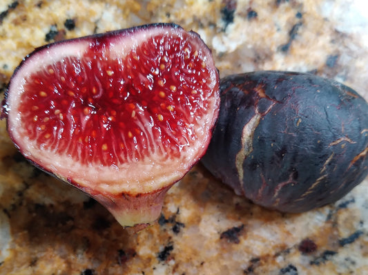 Negra d' Agde Fig Tree - 50 Seeds - Easy to Grow from Seed