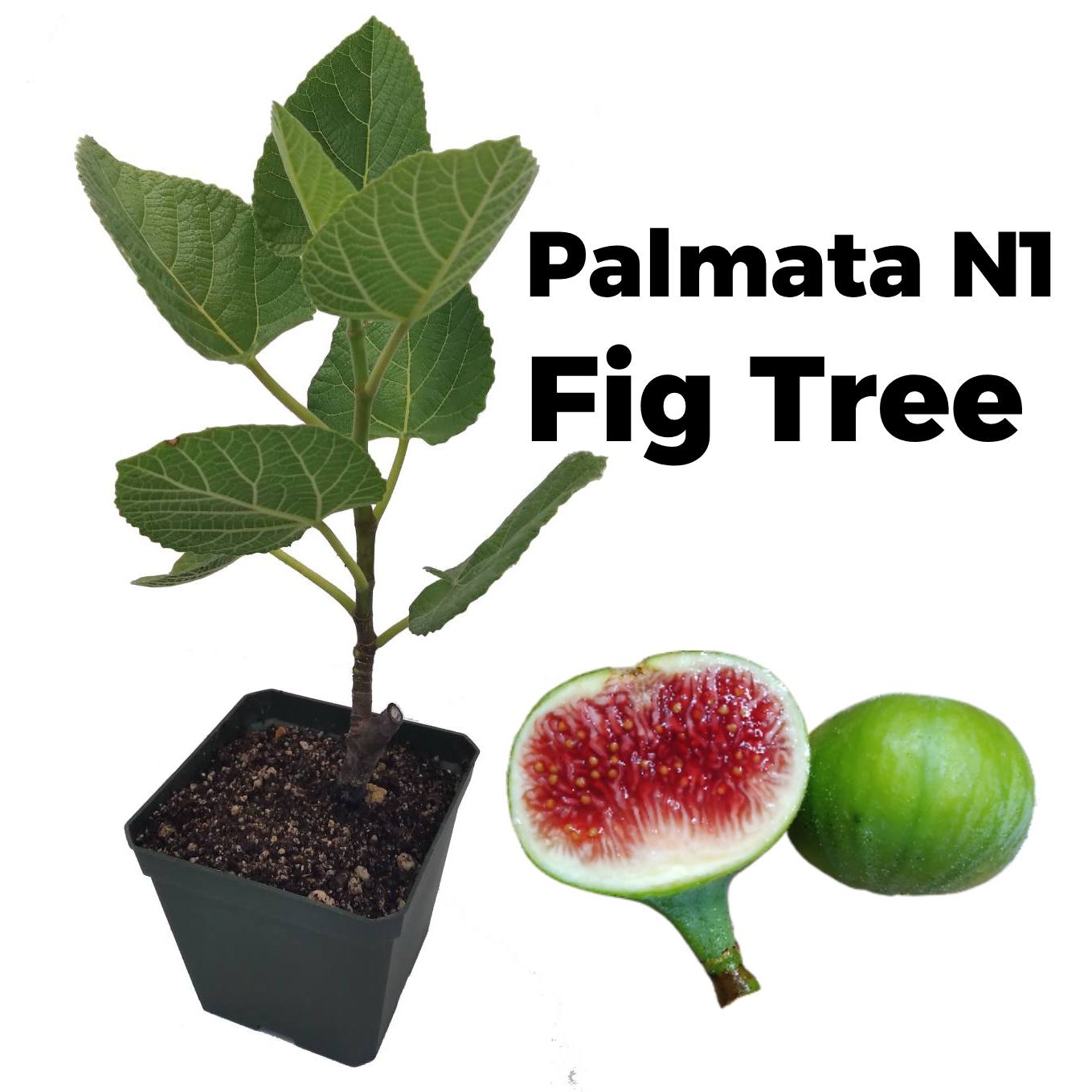 1 quart pot plant Palmata N1 Fig Tree in 1-Quart Pot - White Punjab Fig