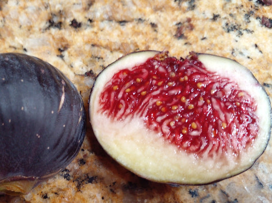 Raspberry Latte Fig Seeds - 50 Seeds - Easy to Grow from Seed