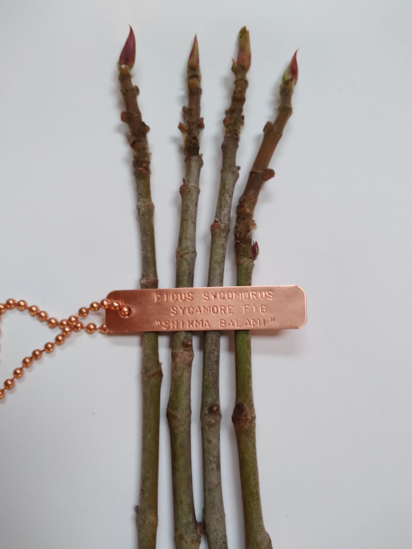 Sycamore Fig Tree - Ficus Sycomorus - Shikma Balami - Rare - 3 Live Cuttings