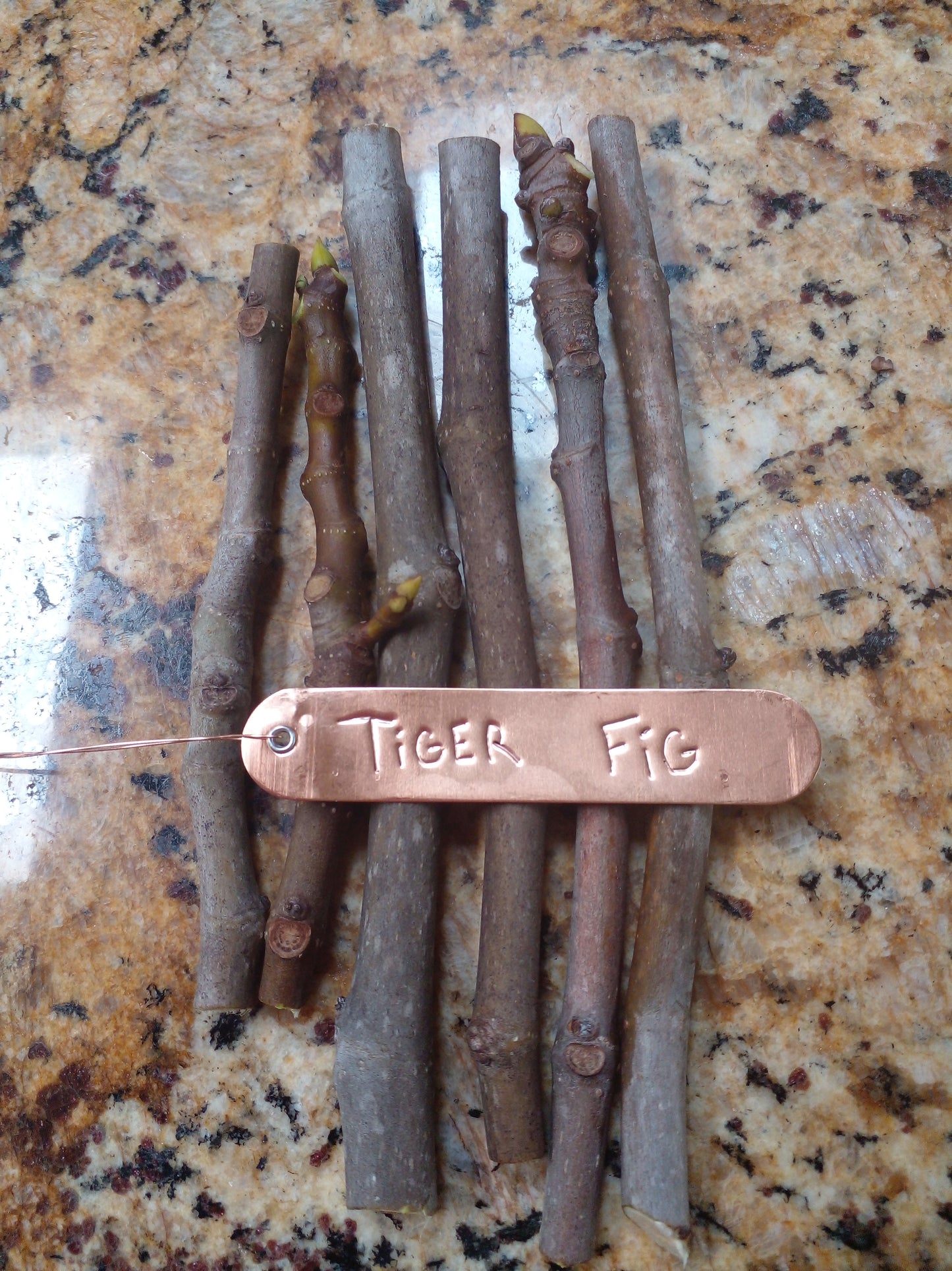 Panache Fig aka Tiger Stripe Fig Tree - 2-Cuttings - Delicious Variegated Figs