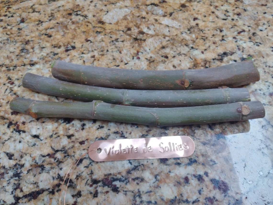 Violette de Sollies FIg (VdS)- 2 Cuttings - Large Tasty Purple Figs