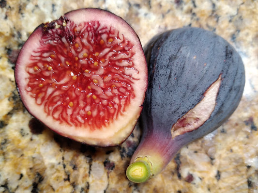 Zidi Fig Tree - 50 Seeds - High Germination Rate