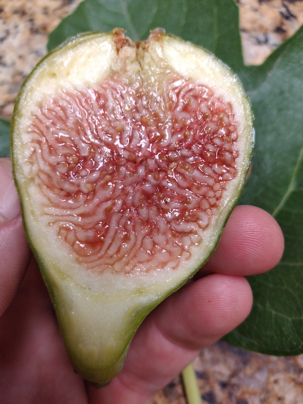 Corky's Honey Delight Fig - 2 Cuttings - Jammy Honey Berry Flavor