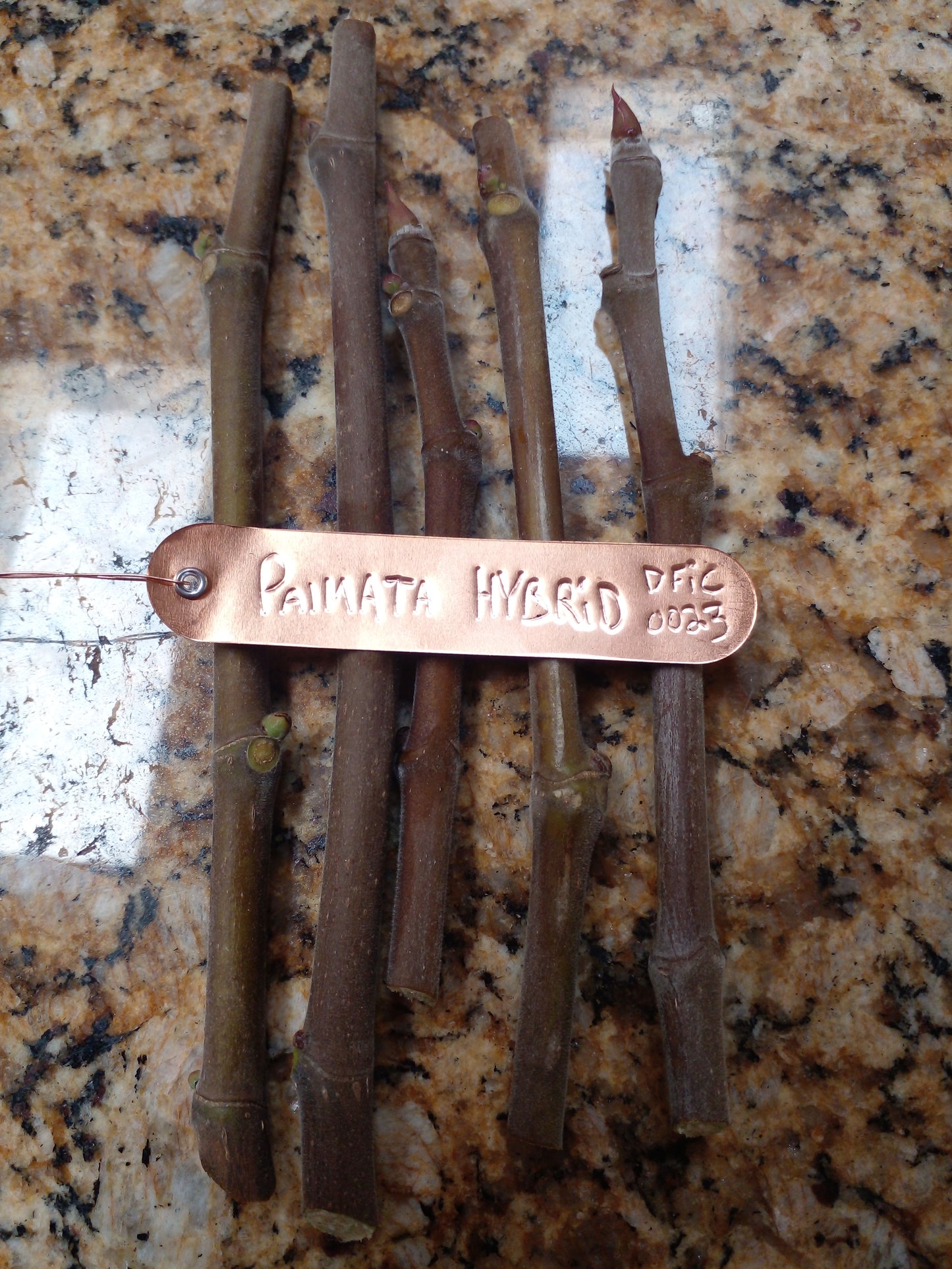 Ficus Palmata Hybrid Fig DFIC0023 - 2 Cuttings - Tasty Purple Figs