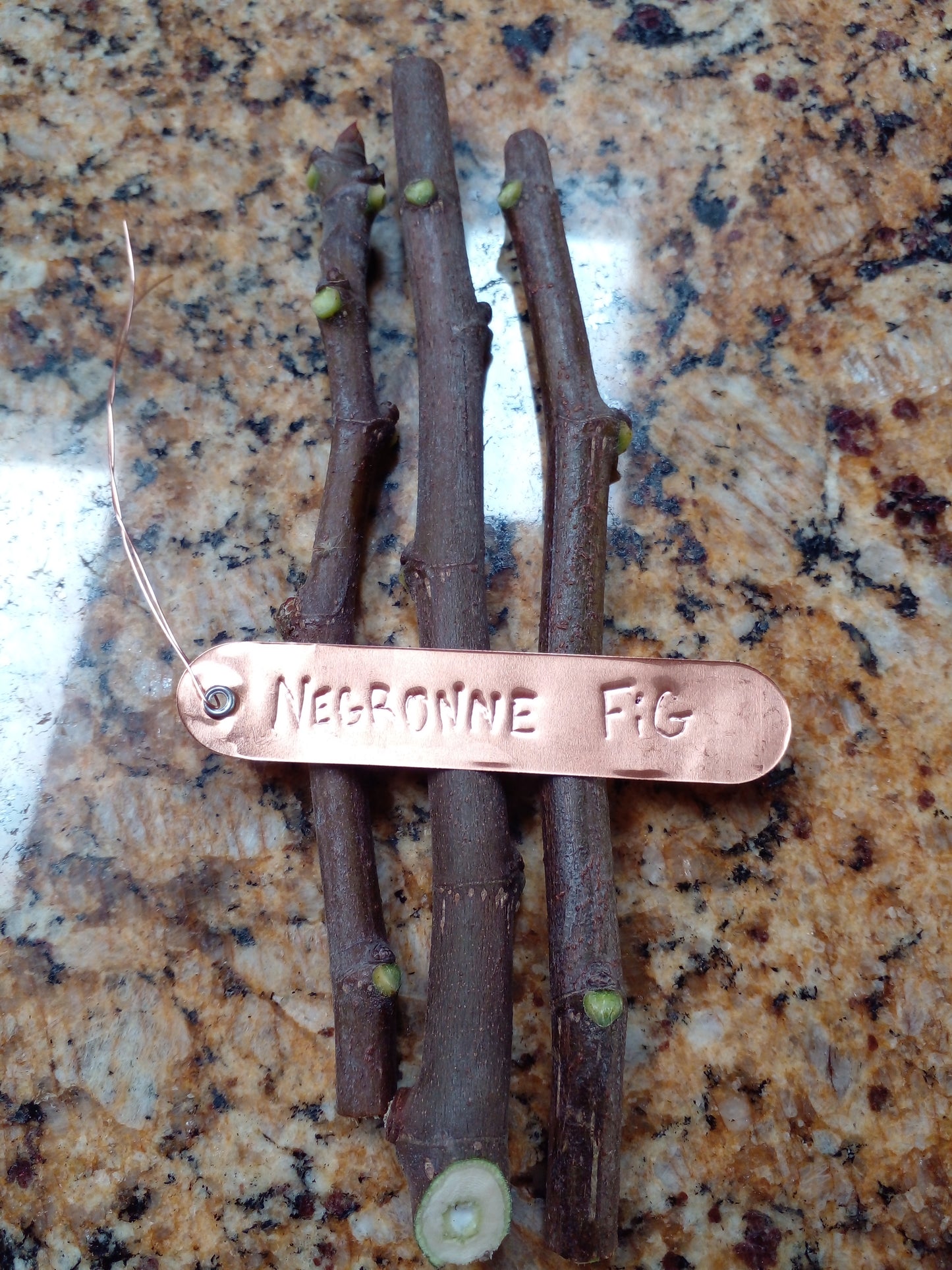 Negronne Fig Tree - 2 Cuttings - Tasty French Fig - Easy to Root