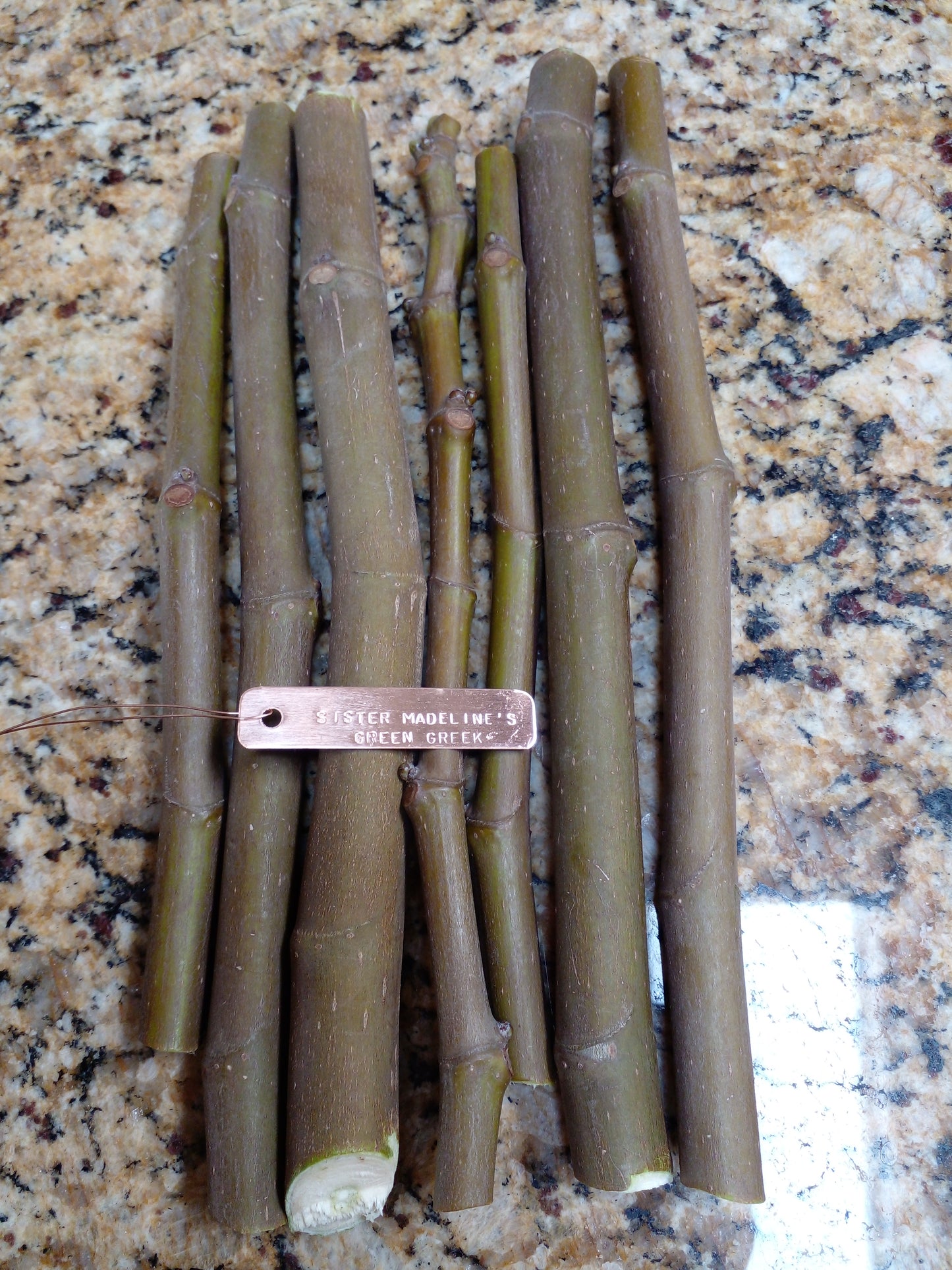 Sister Madeline's Green Greek Fig SMGG - 2 Cuttings - Delicious Flavor