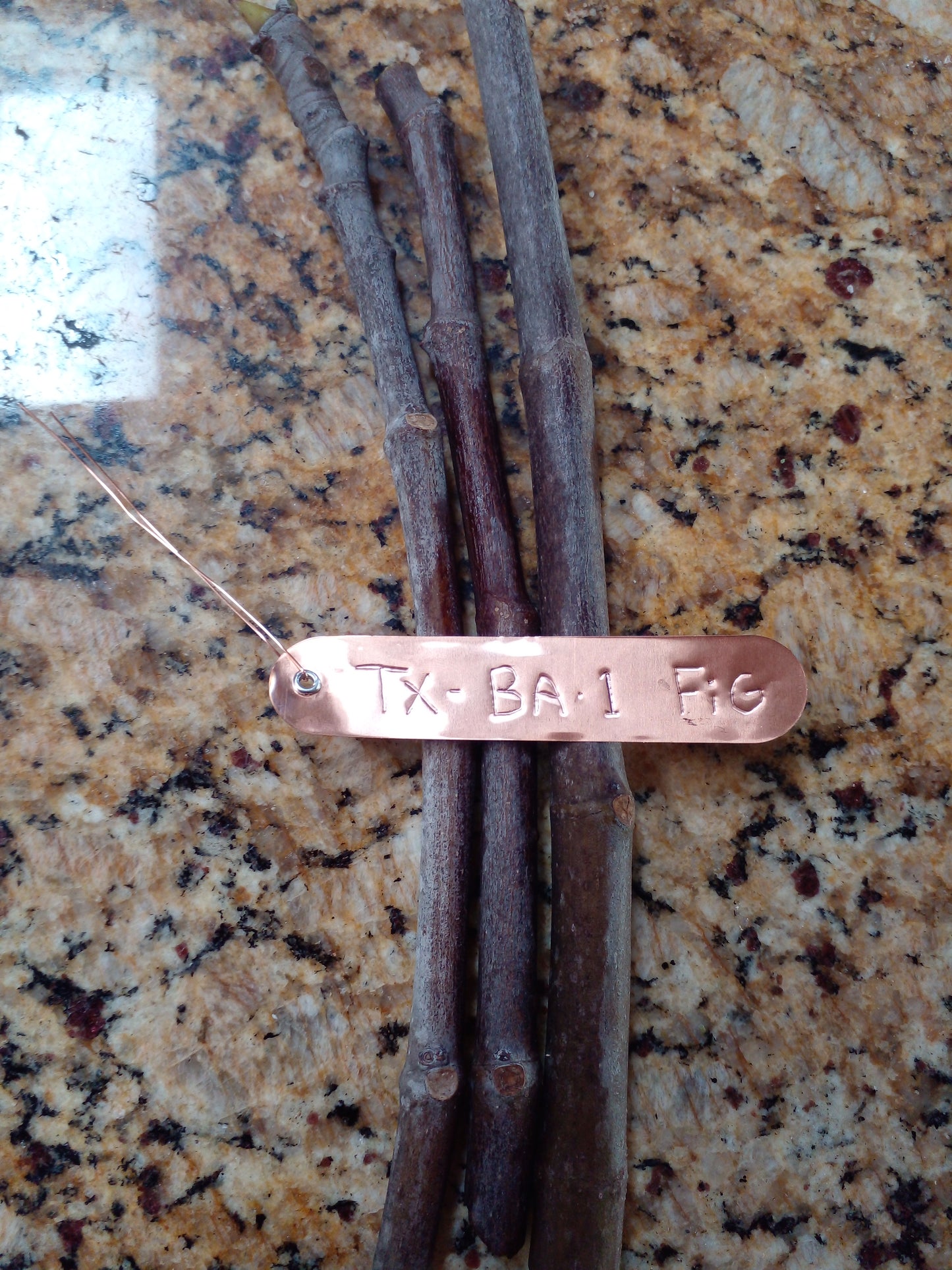 Texas BA-1 Fig - 2 Cuttings - Bronze Figs with Sweet Strawberry Flavor