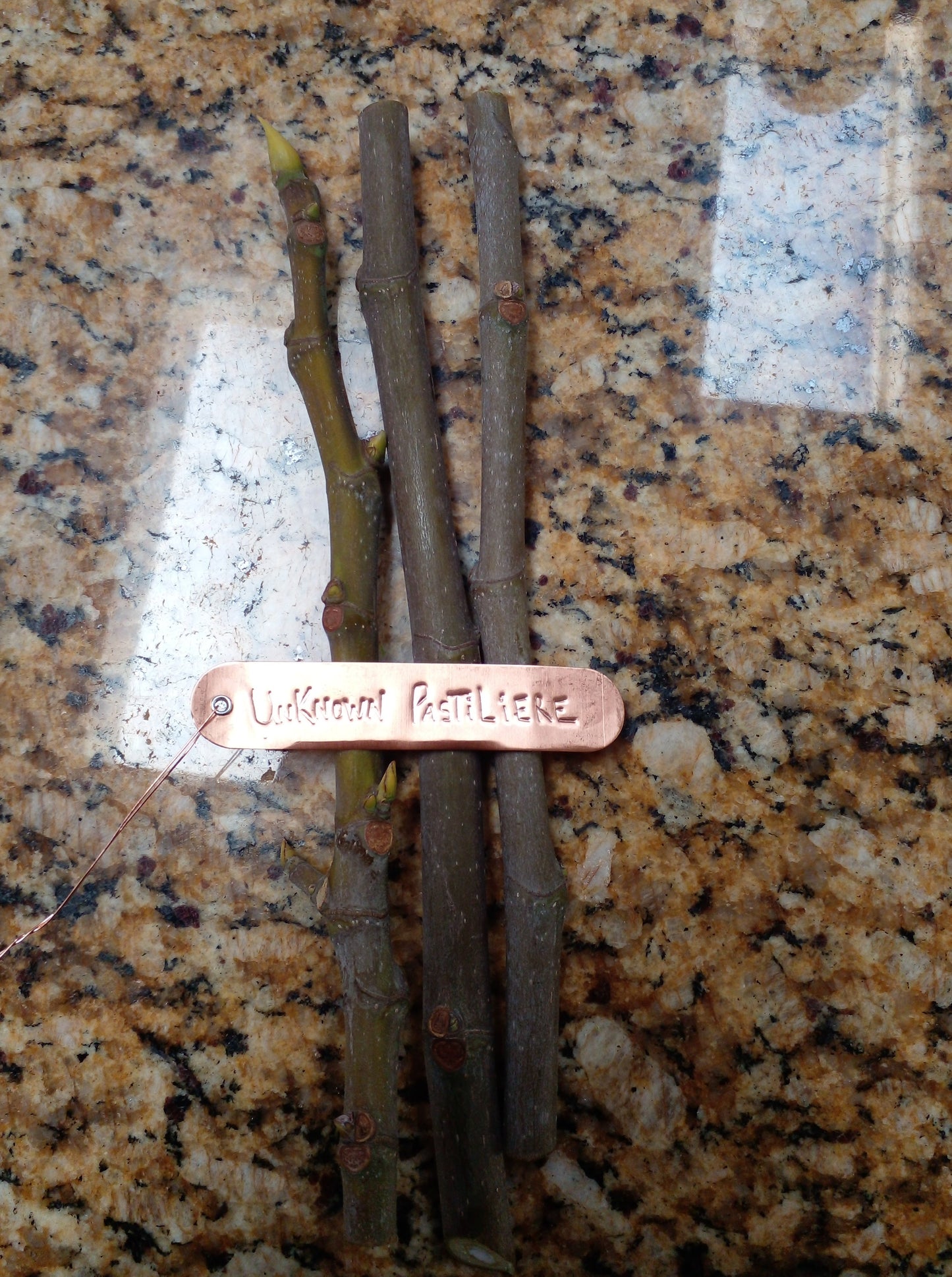 Unknown Pastiliere Fig - 2 Cuttings - Delicious Intense Cherry Berry Flavor