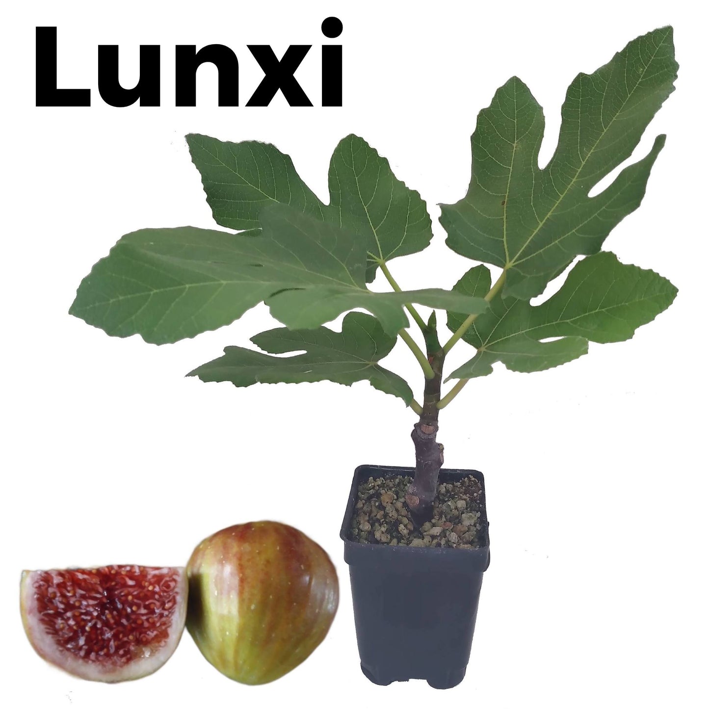 Lunxi Fig Tree in 3.3-inch Pot - Large Figs with Rich Berry Taste