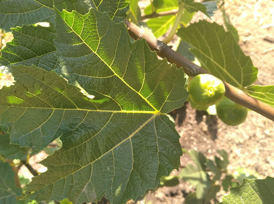 Atushi White Fig - 2- Cuttings - Ficus Afghanistanica - Great Fig for Sun Drying