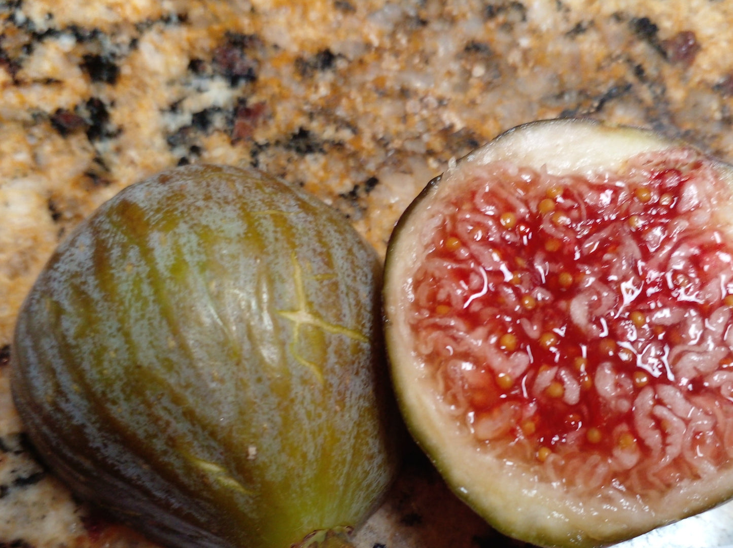 Balkans Grey Fig Tree - 50 Seeds - Easy to Grow from Seed