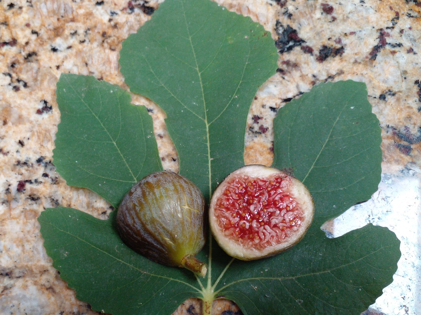 Balkans Grey Fig Tree - 50 Seeds - Easy to Grow from Seed