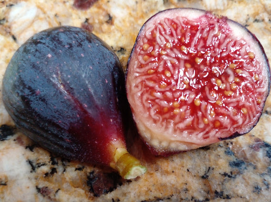 Albanian Black Chery Fig Tree - 50 Seeds - Easy to Grow from Seed