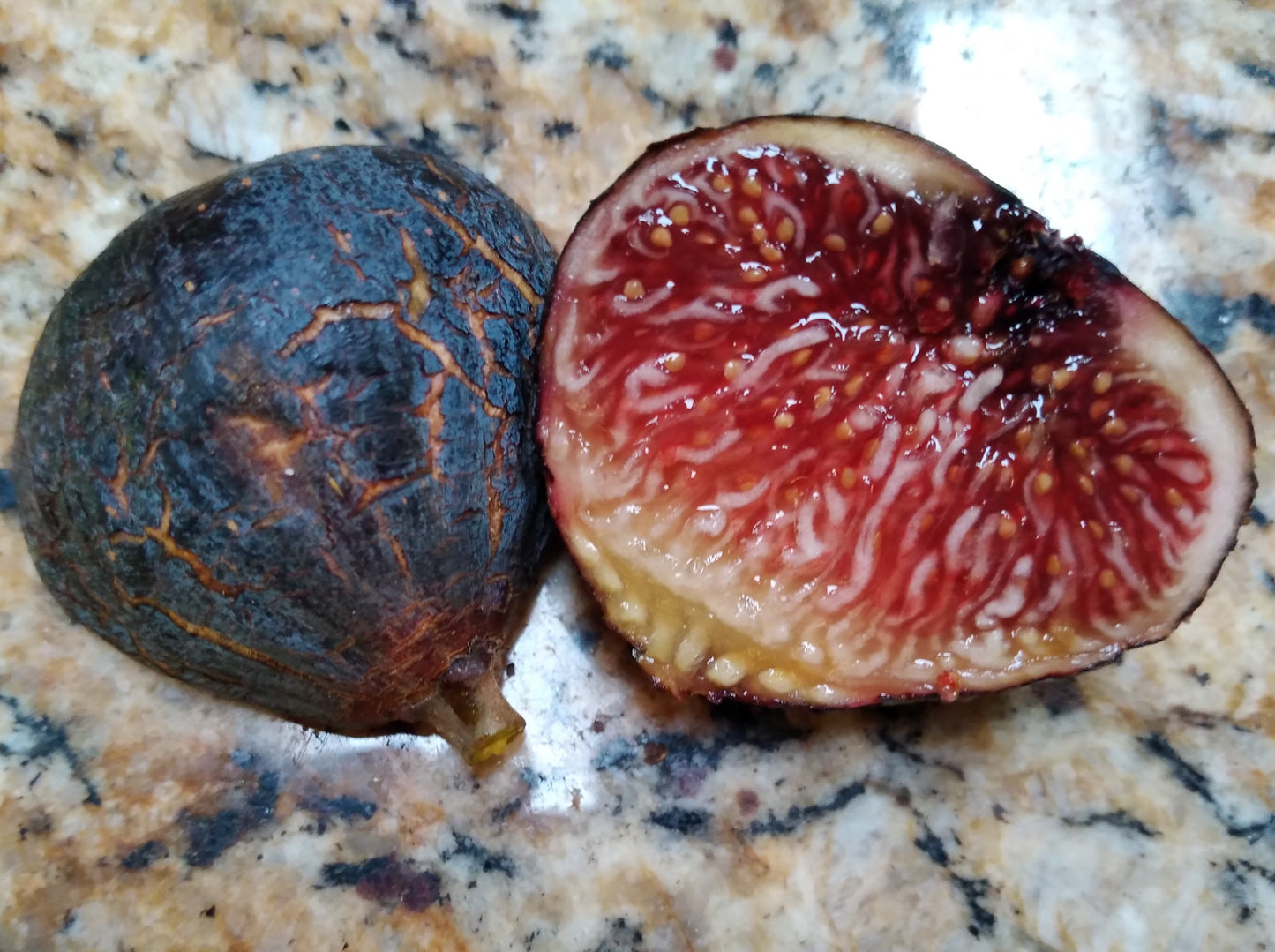 Black Manzanita Fig Tree - 2 Cuttings - Rich Berry Flavor