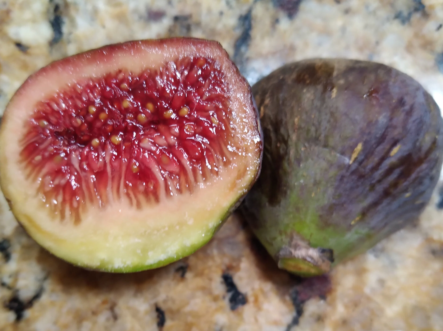 Black Zadar Fig 2 Cuttings Croatian Variety Delicious Squat Figs