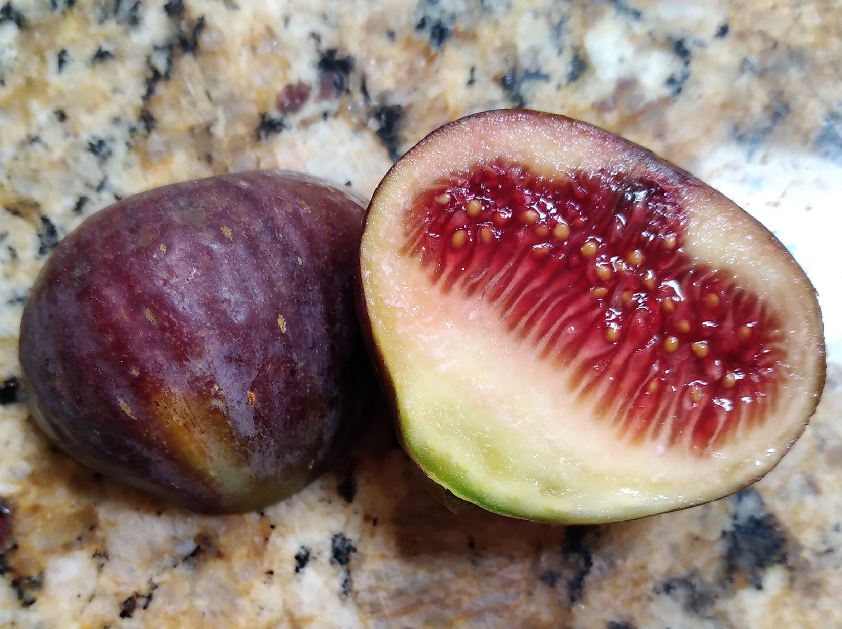 Black Zadar Fig 2 Cuttings Croatian Variety Delicious Squat Figs