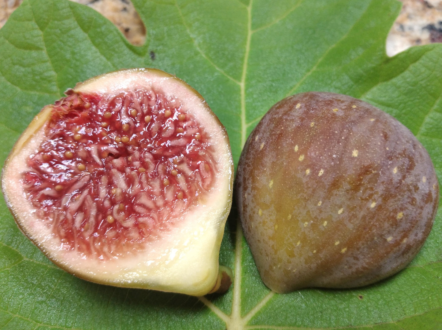 Bursa Siyahi Turkish Fig Tree Variety - 2 Cuttings - Black Bursa - Tasty Smyrna Figs
