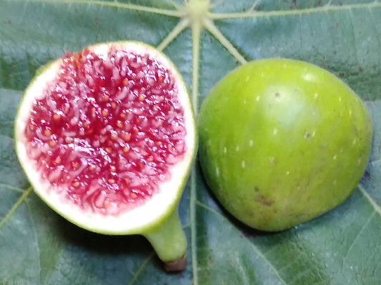 CalTurk Fig - 2 Cuttings - New Seedling Variety