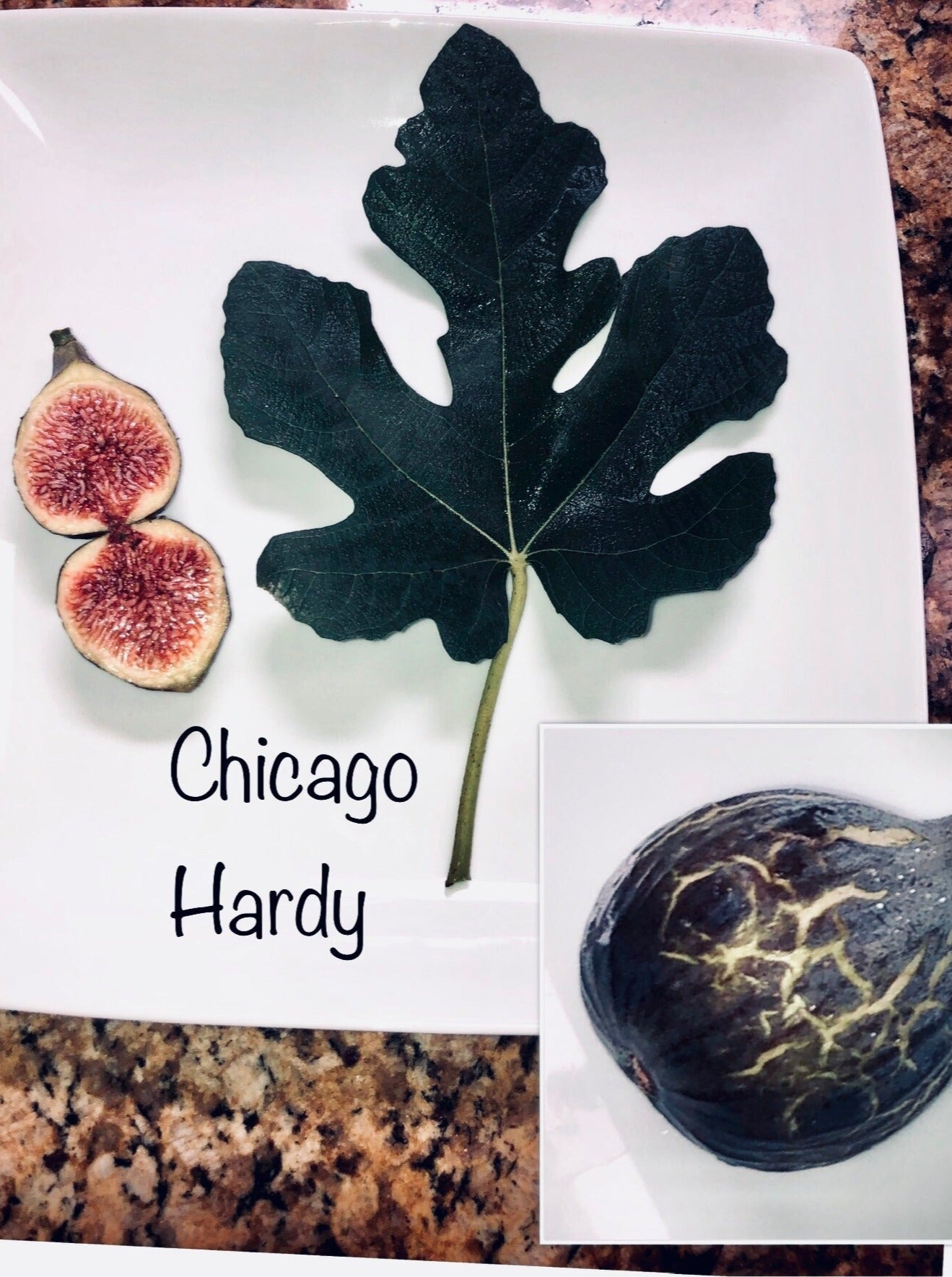 Chicago Hardy Fig Tree - Stark Bro's