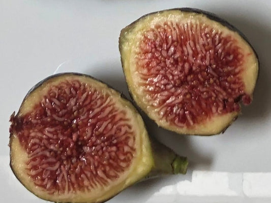 Chicago Hardy Fig - 2 Cuttings - Cold Hardy to Zone 5 - Delicious Flavor