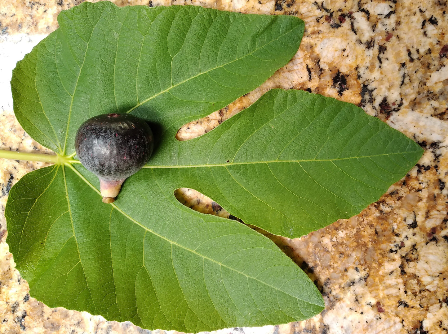 Colonel Littman's Black Cross Fig Tree - 2 Cuttings - Tasty Purple Figs - CLBC
