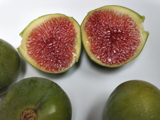 Corky's Honey Delight Fig Tree - 100 Fig Seeds - High Germination Rate