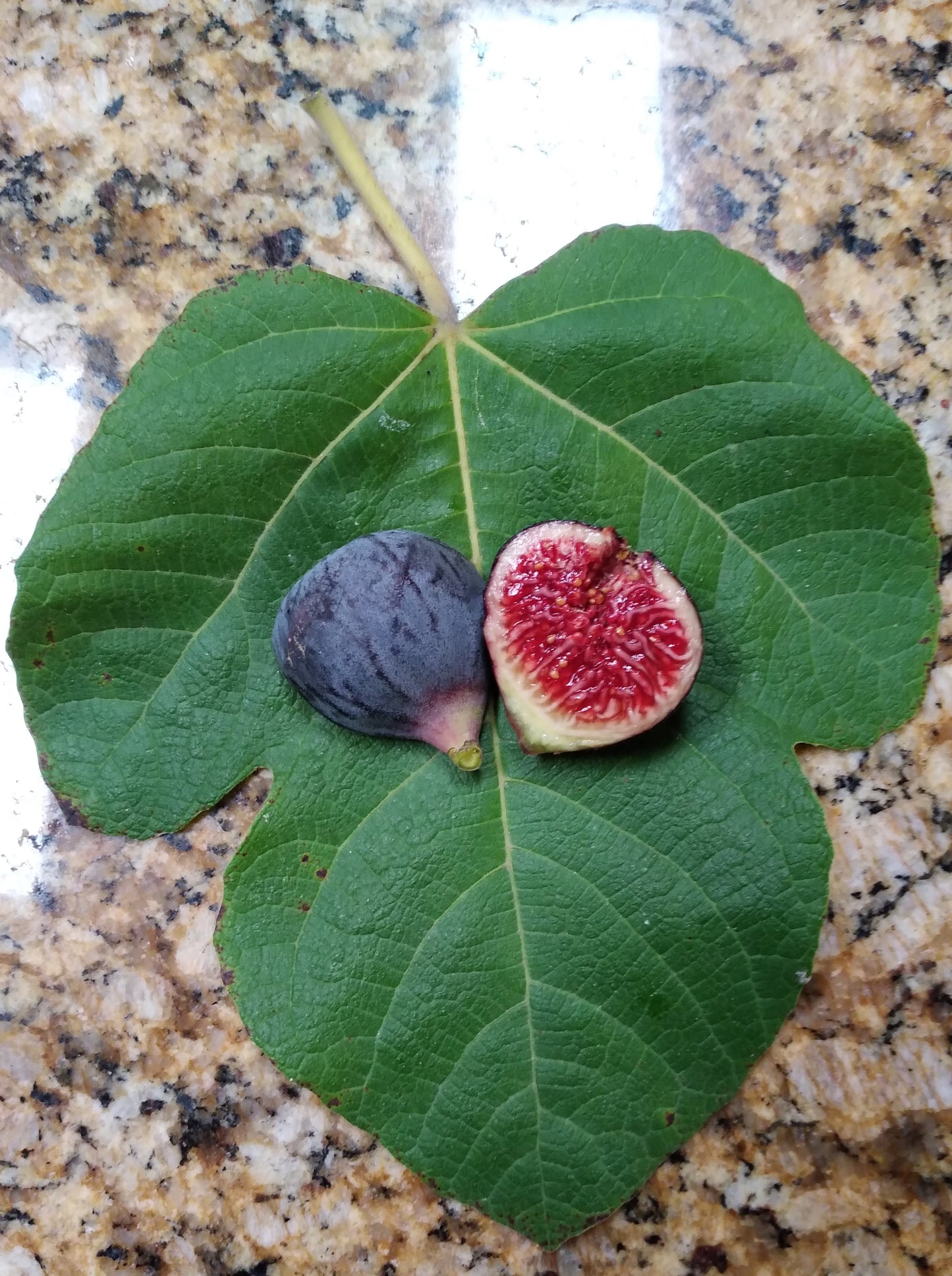 Corky's / Palmata Hybrid Fig - 2 Cuttings - New Variety - Sweet Tangy Berry Flavor