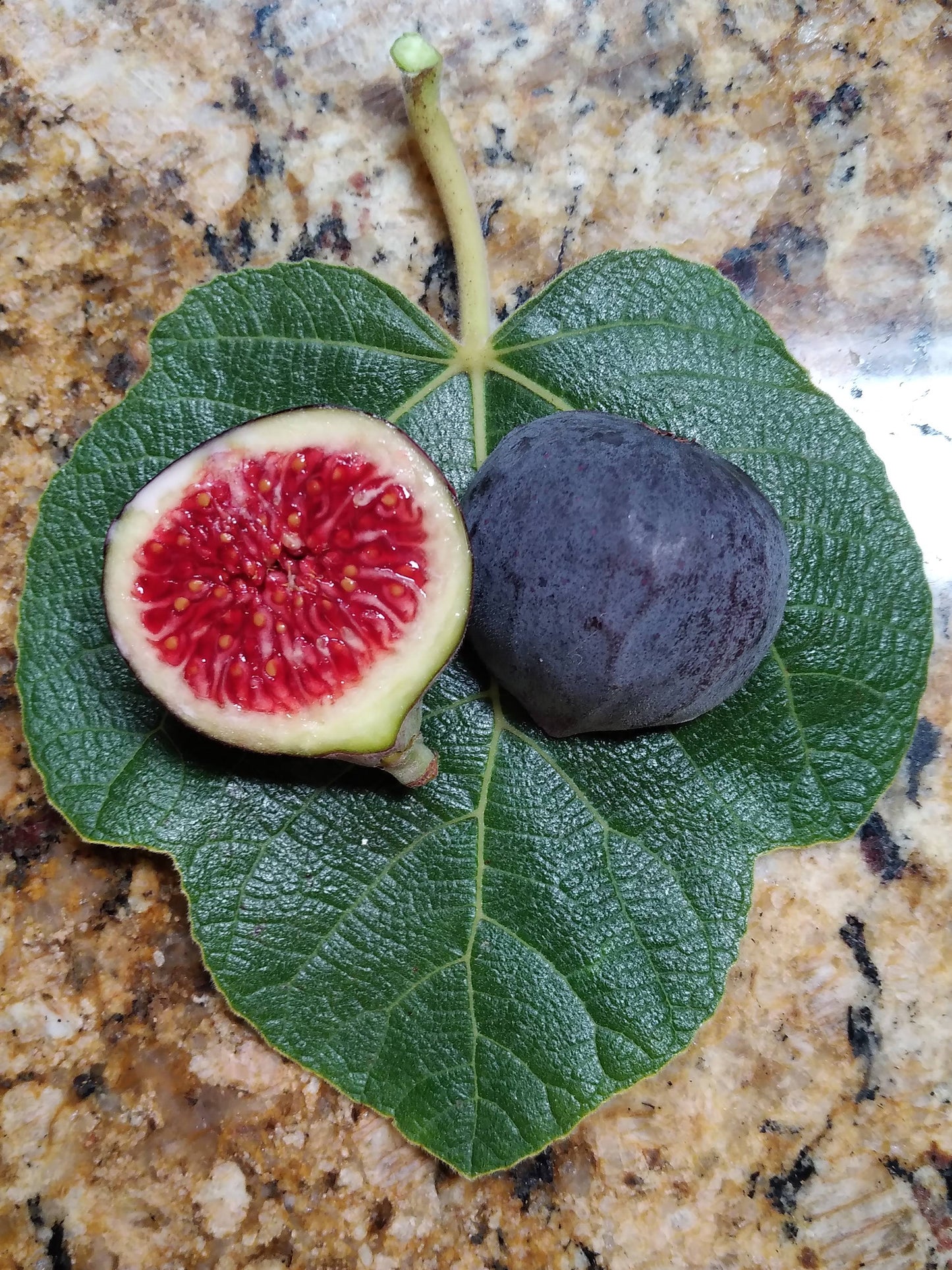 Corky's / Palmata Hybrid #1 Fig - 2 Cuttings - New Variety - Sweet Tangy Berry Flavor