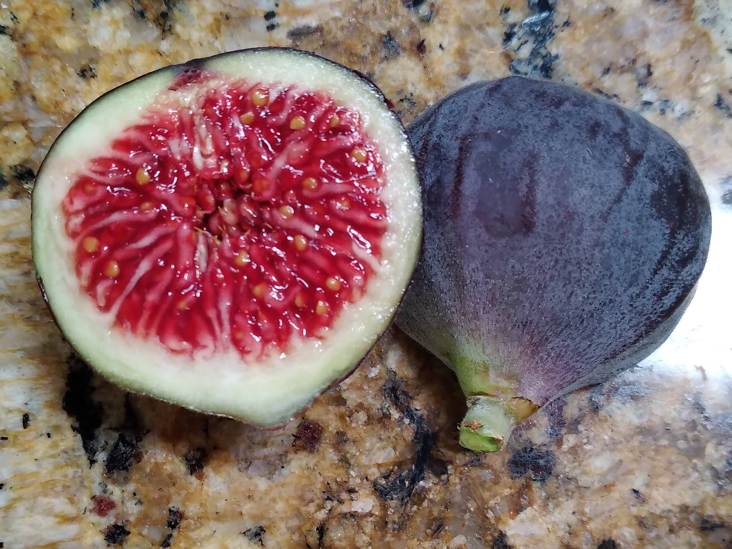 Corky's / Palmata Hybrid #1 Fig - 2 Cuttings - New Variety - Sweet Tangy Berry Flavor