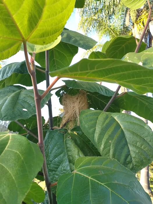 Corky's / Palmata Hybrid #1 Fig - 2 Cuttings - New Variety - Sweet Tangy Berry Flavor
