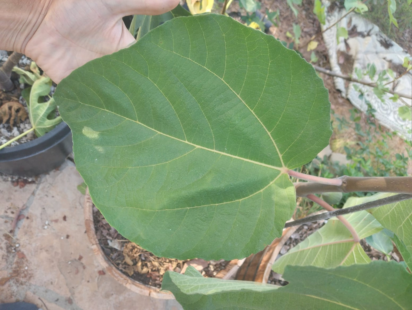 DFIC0023 Ficus Palmata Hybrid Fig Tree - 100 Seeds - Delicious Figs and Vigorous