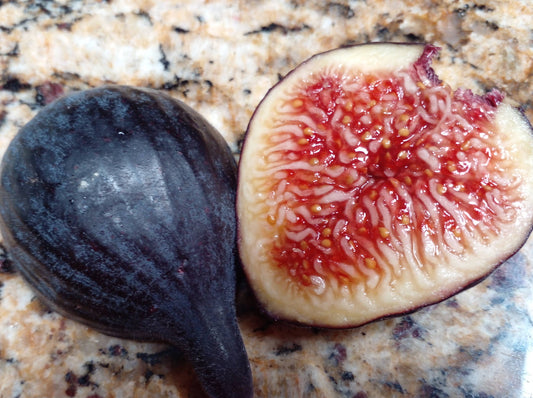 DFIC0023 Ficus Palmata Hybrid Fig Tree - 100 Seeds - Delicious Figs and Vigorous
