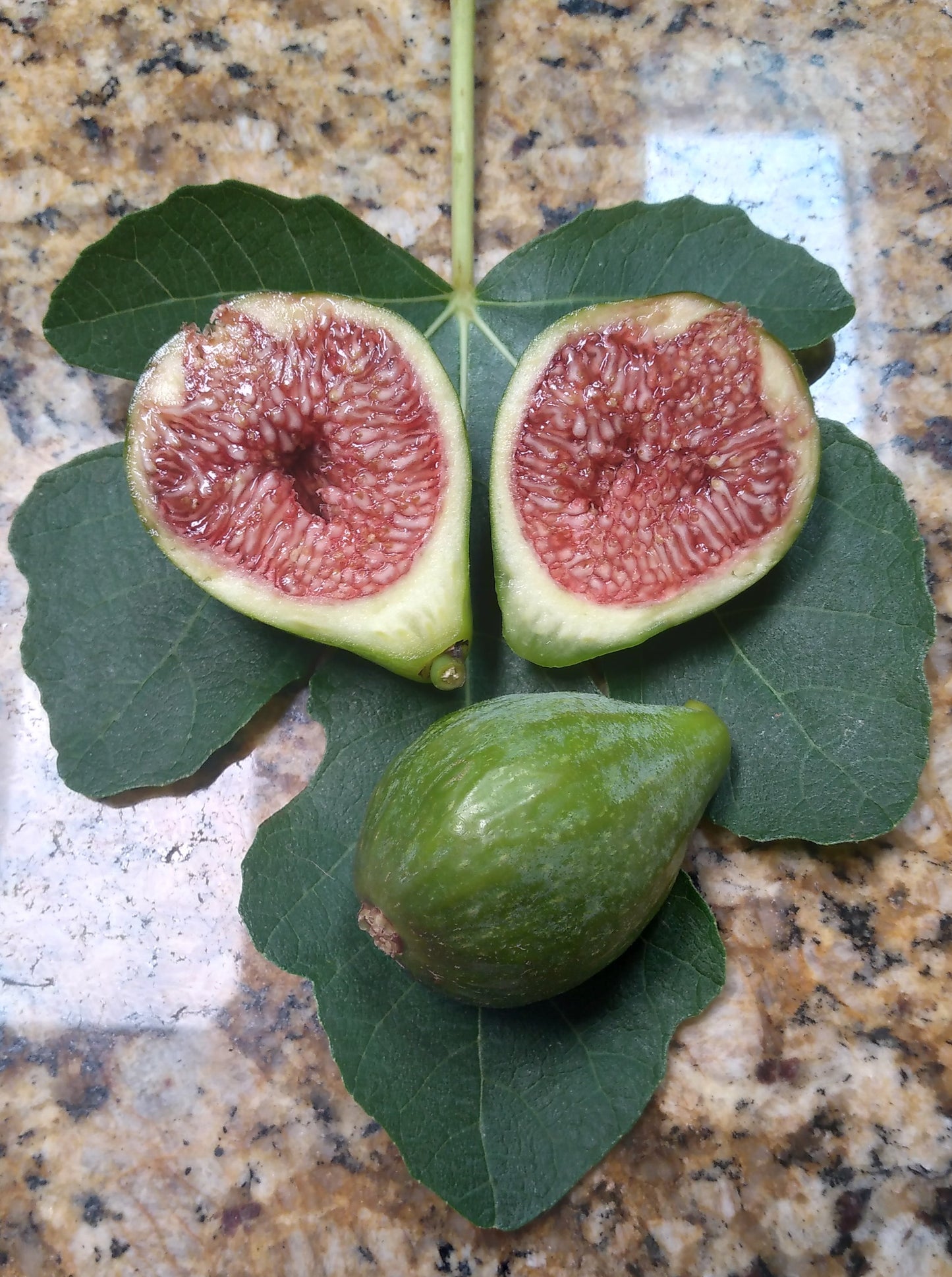 Desert King Fig - 2 Cuttings - Early Ripening Delicious Green Figs