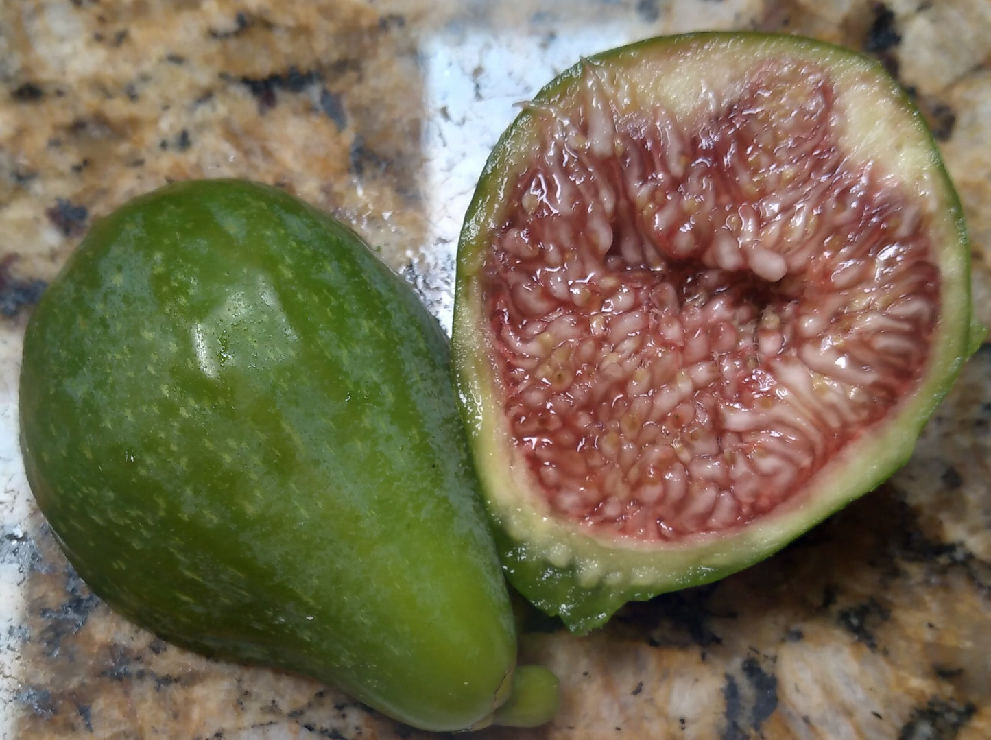Desert King Fig - 2 Cuttings - Early Ripening Delicious Green Figs