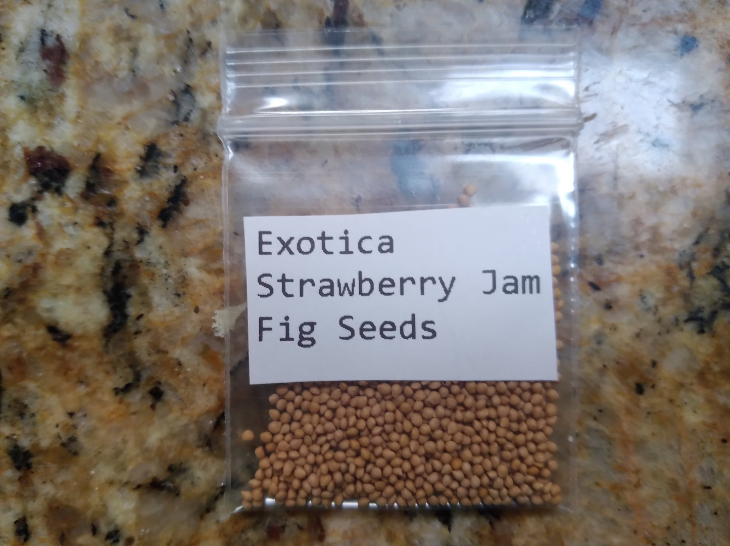 Exotica Strawberry Jam Fig Tree - 100 Seeds - Easy to Grow from Seed