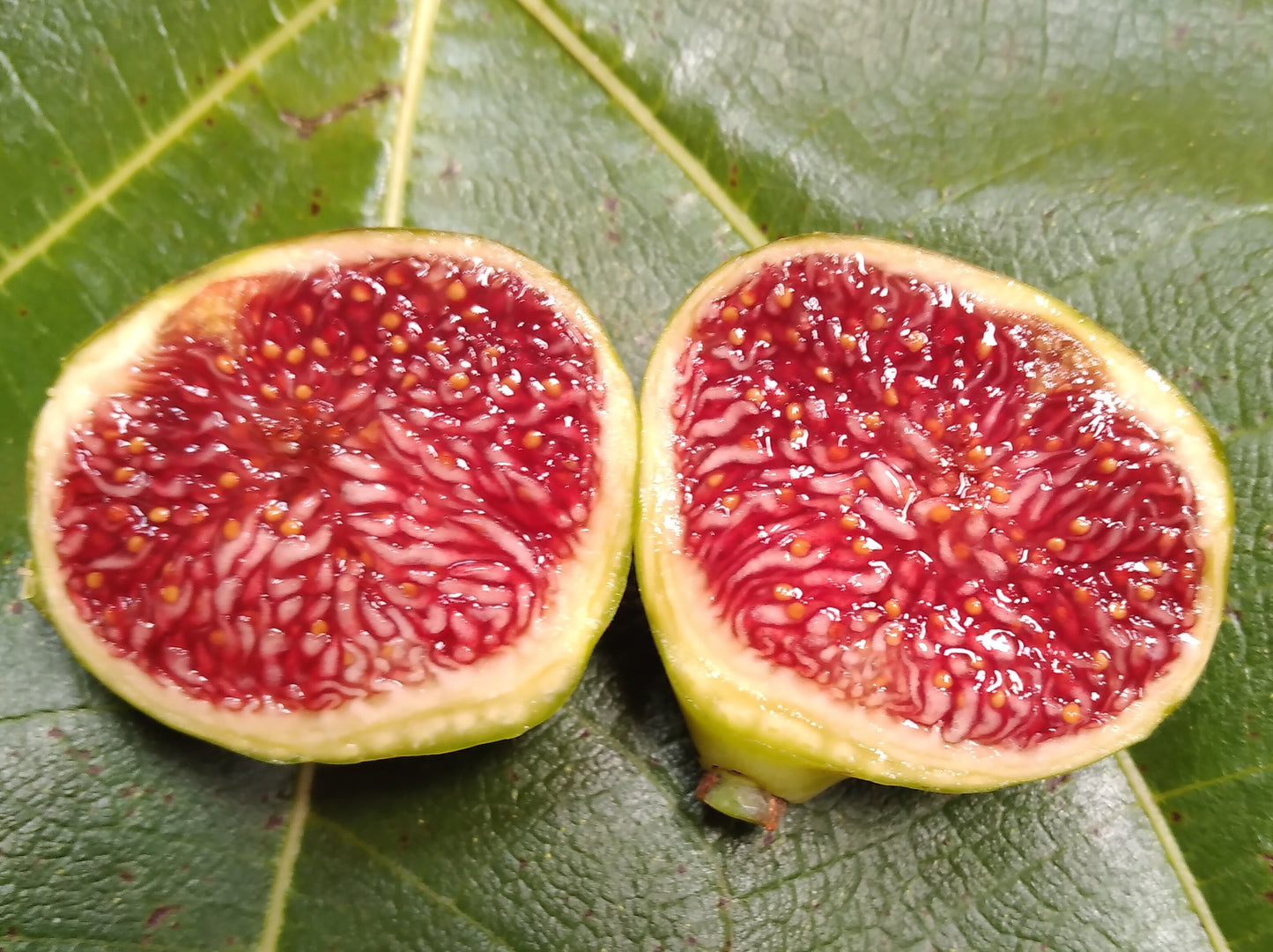 Feather River Fig Tree -  50 Seeds - Easy to Grow from Seed