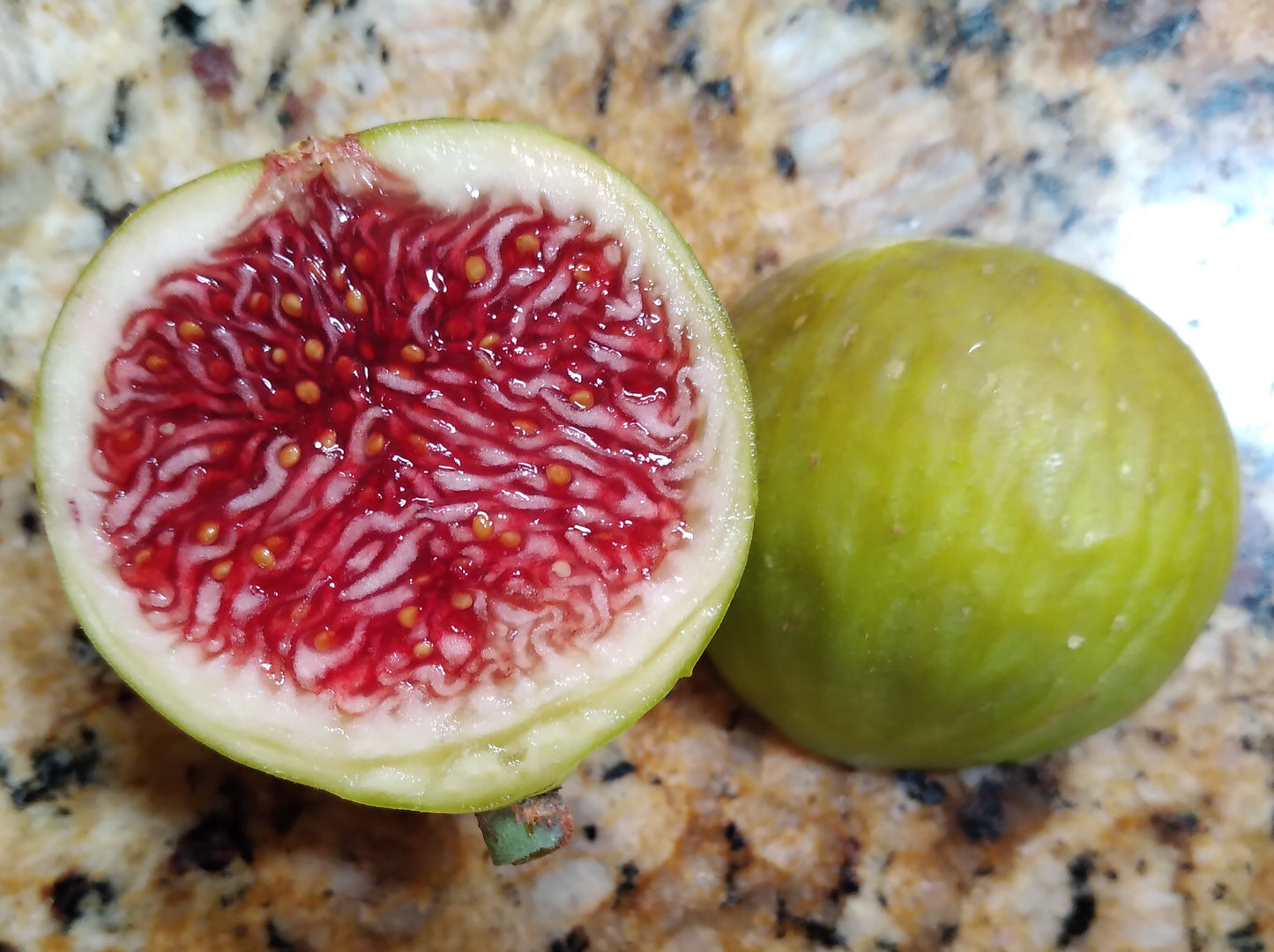 Feather River Fig Tree -  50 Seeds - Easy to Grow from Seed