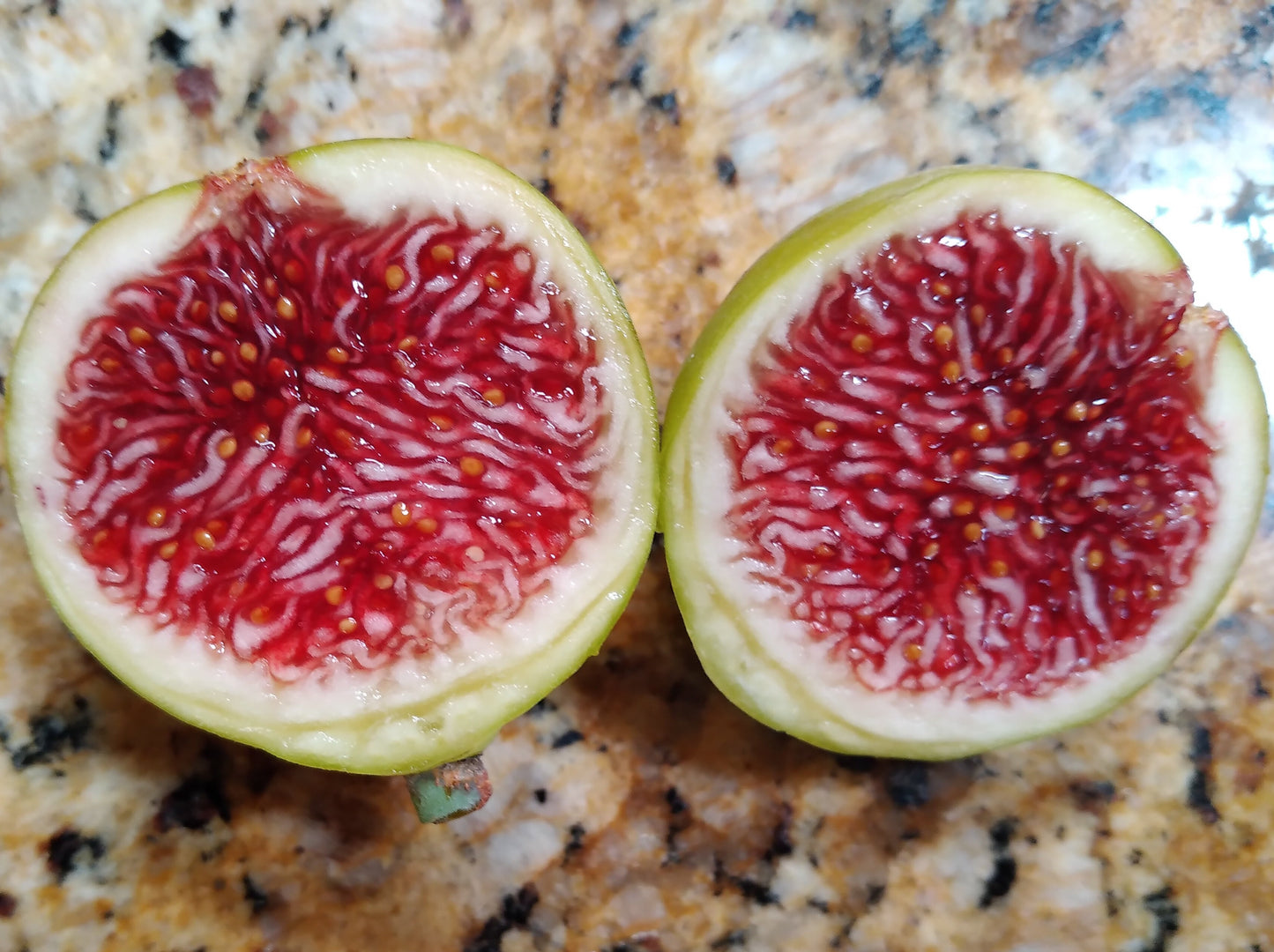 Feather River Fig Tree -  50 Seeds - Easy to Grow from Seed