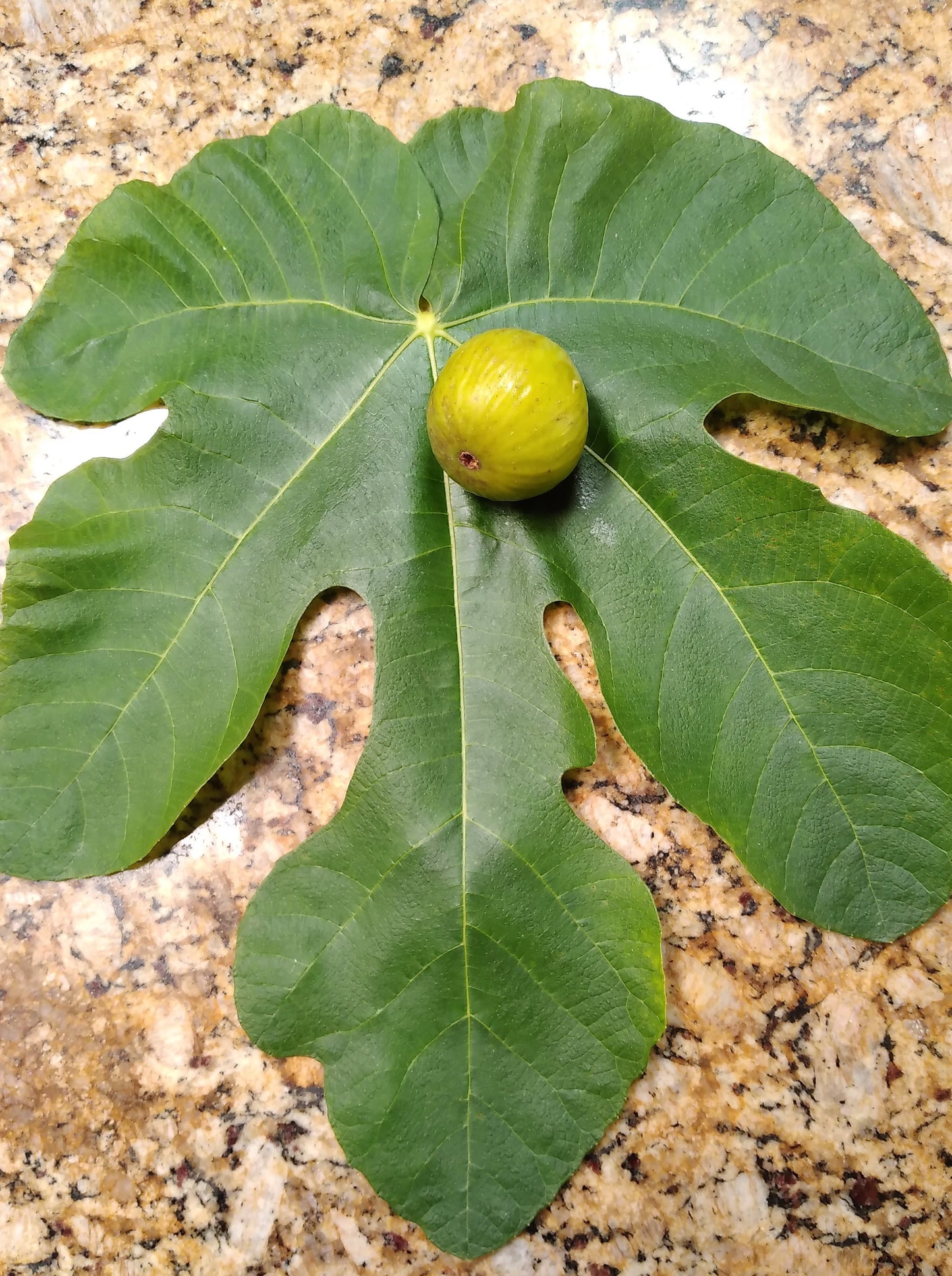 Feather River Fig Tree - 2 Cuttings - Top Tier Medium to Large size Green Figs