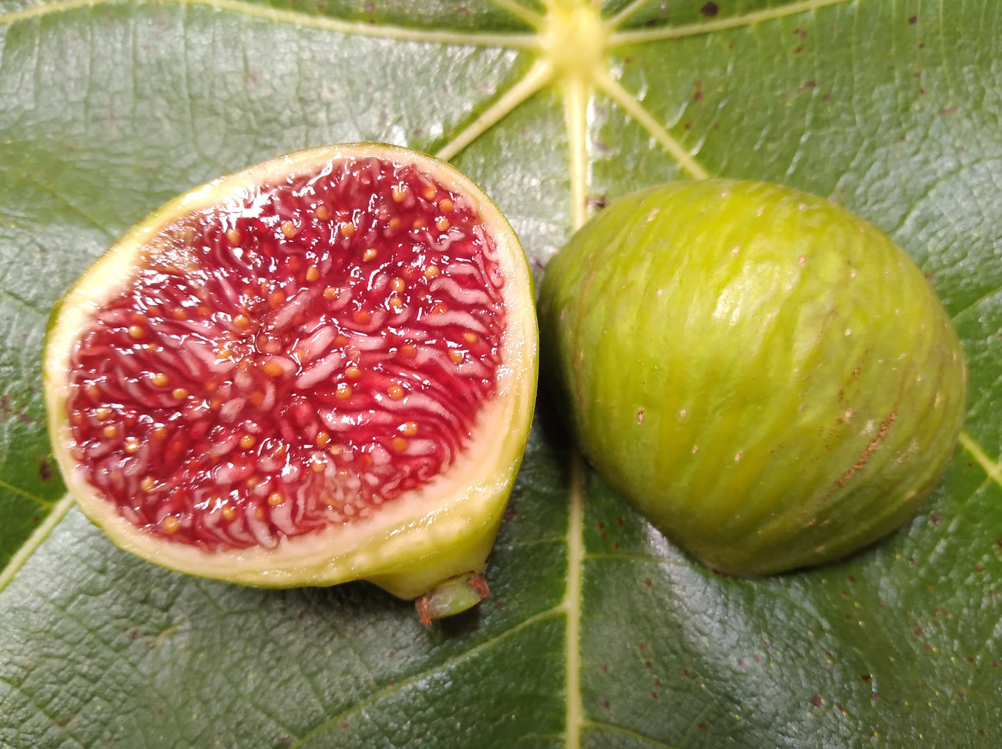 Feather River Fig Tree - 2 Cuttings - Top Tier Medium to Large size Green Figs