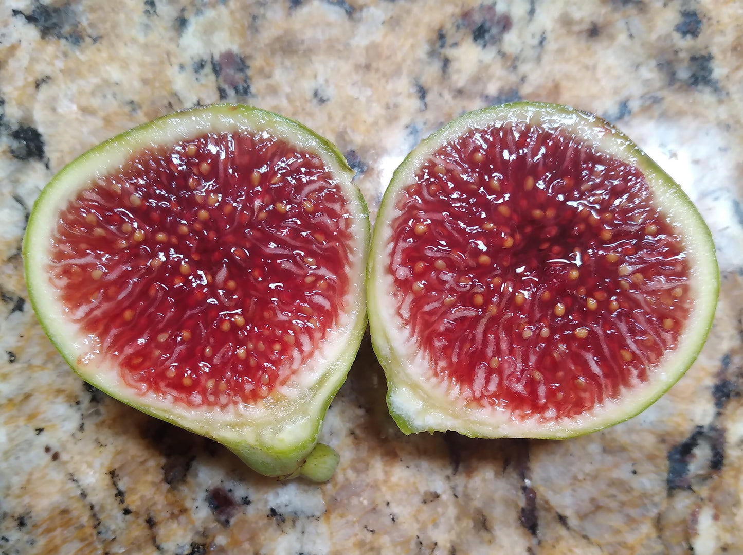 Figoin Fig - 2 Cuttings - Top-Tier Variety with Delicious Intense Berry Flavor