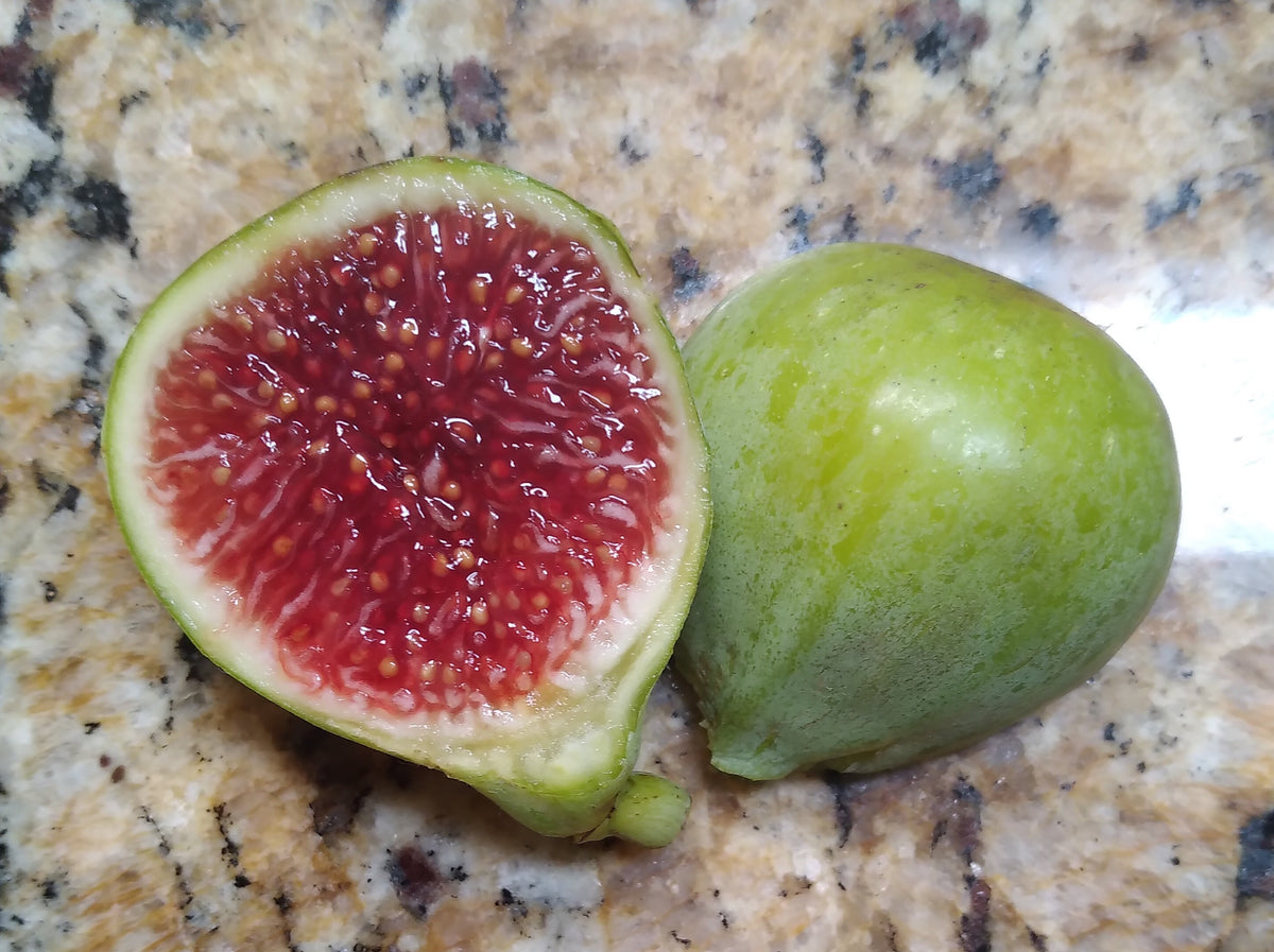 Figoin Fig - 2 Cuttings - Top-Tier Variety with Delicious Intense Berr ...